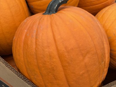 Large Pumpkin