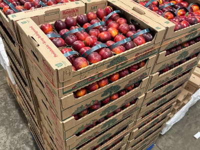 Nectarine Flat