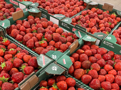 Ontario Strawberry Flat